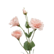 Эустома